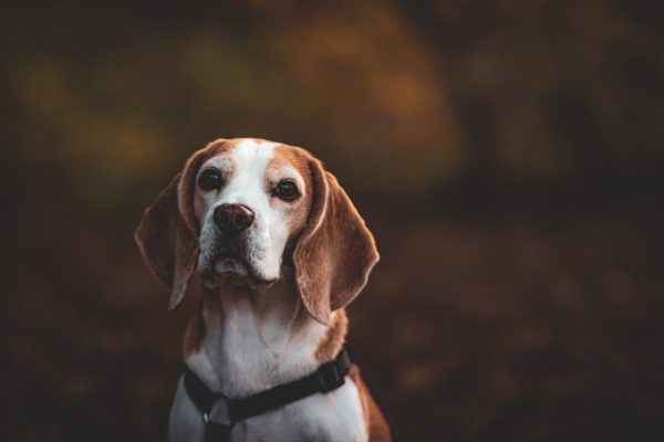 Having a Good Canine Conversation