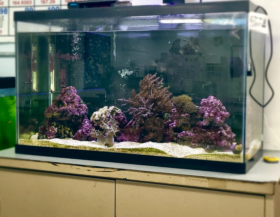 OFHS Teacher's Classroom Aquarium Brings Biology to Life