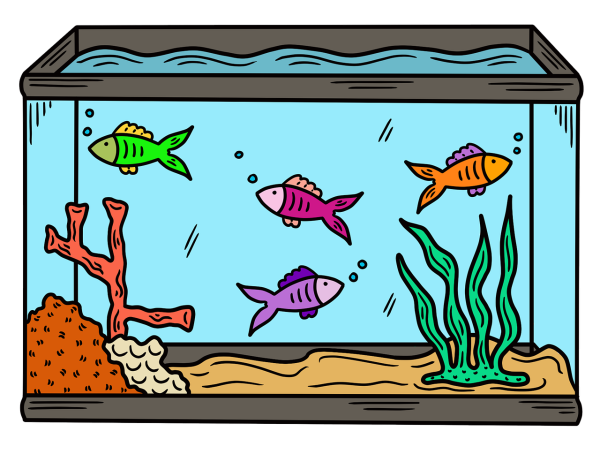 OFHS Teacher's Classroom Aquarium Brings Biology to Life