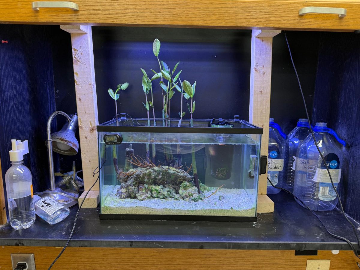 Setting up Mangrove Aquariums